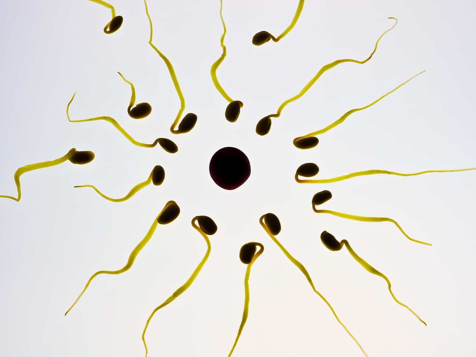 what-does-sperm-motility-mean-and-why-is-it-important-wavewall