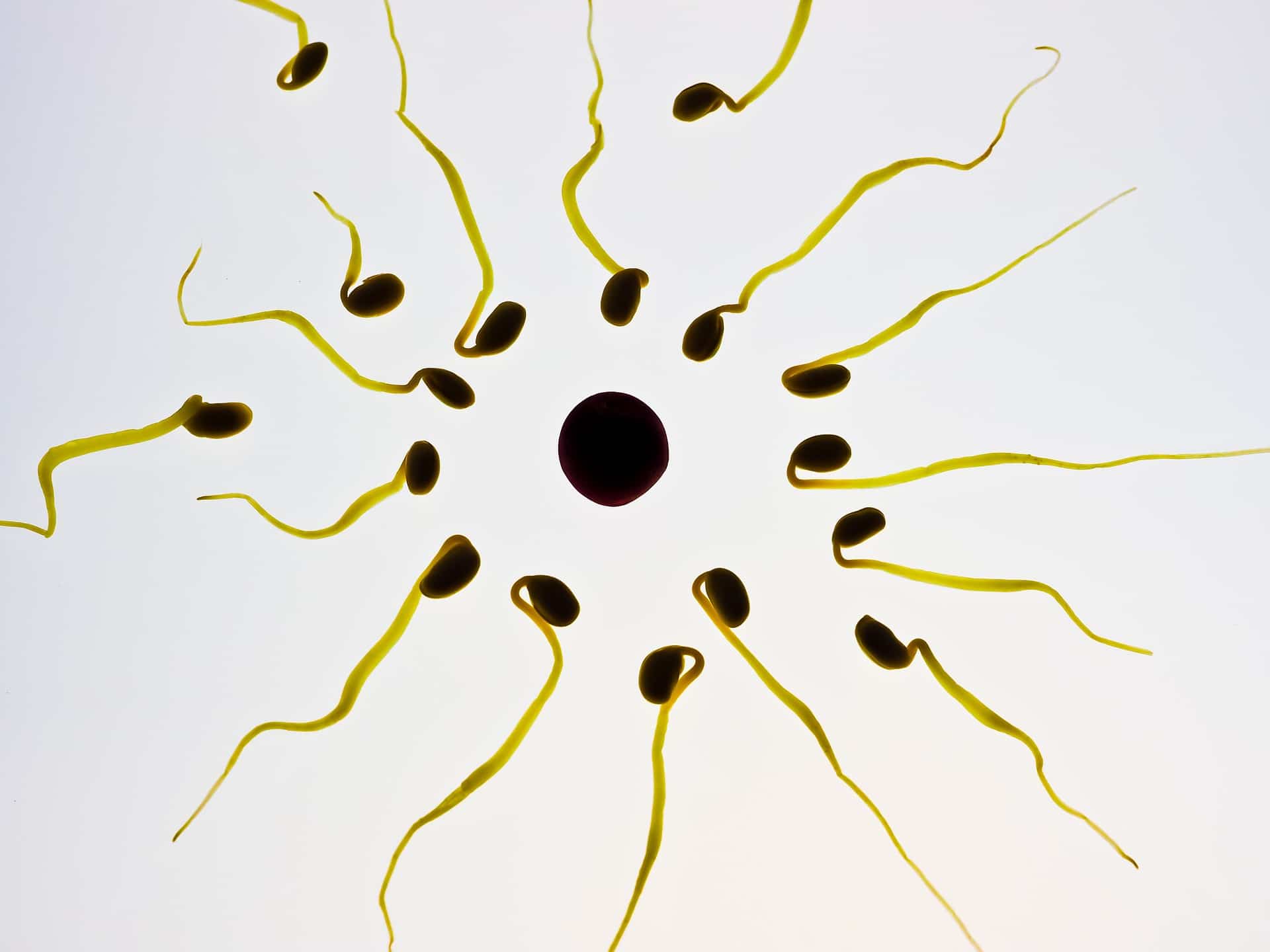 What Does 0 Sperm Motility Mean